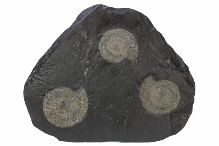 Dactylioceras Ammonite Cluster - Posidonia Shale, Germany #240200